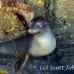 lion_sea_galapagos_cou_h_0113_ecu1204.jpg
